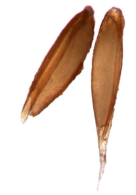 bent seed